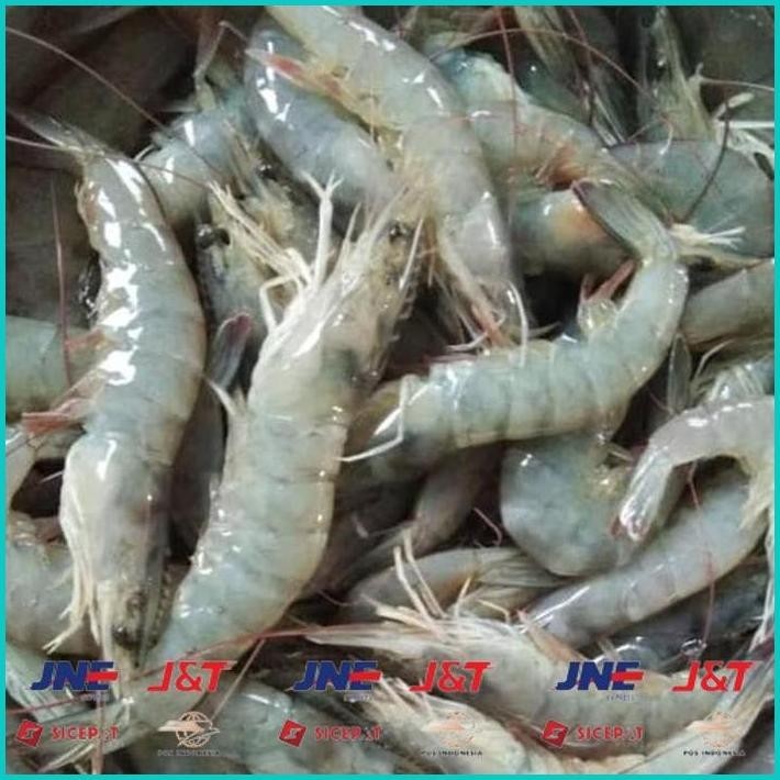 

BISMILLAH UDANG VANAME SEDANG SEGAR ALISUP