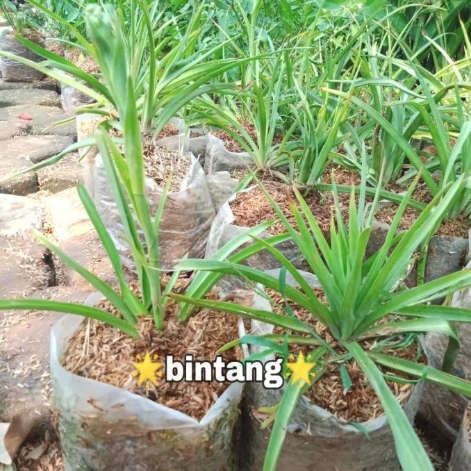 tanaman bunga sedap malam | bibit tanaman bunga sedap malam Aww