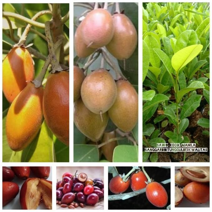 Bibit tanaman buah Sawo Kecik/sawo Manila/ sawo Ja buah super manis AX