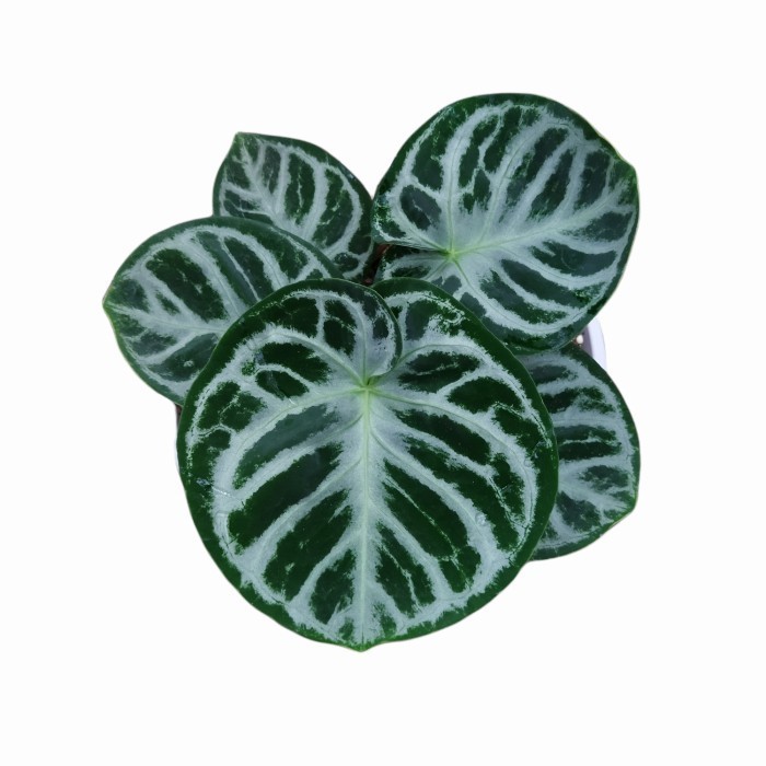 Kuping Gajah Dorayaki Mangkok