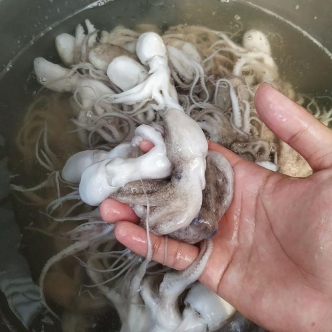 

BIG SALE BABY GURITA/BABY OCTOPUS 1KG TERMURAH (HARGA GROSIR) !!!!!