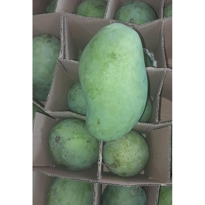 

To94 Mangga Gadung Harum Manis tua Berkualitas