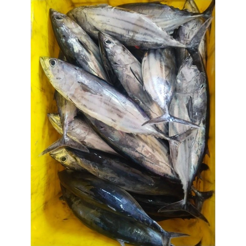 

IKAN CAKALANG / BLENRENG 900g - 1000g isi