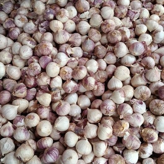 

Bawang Putih Tunggal - Lanang Sedang 1 Kg