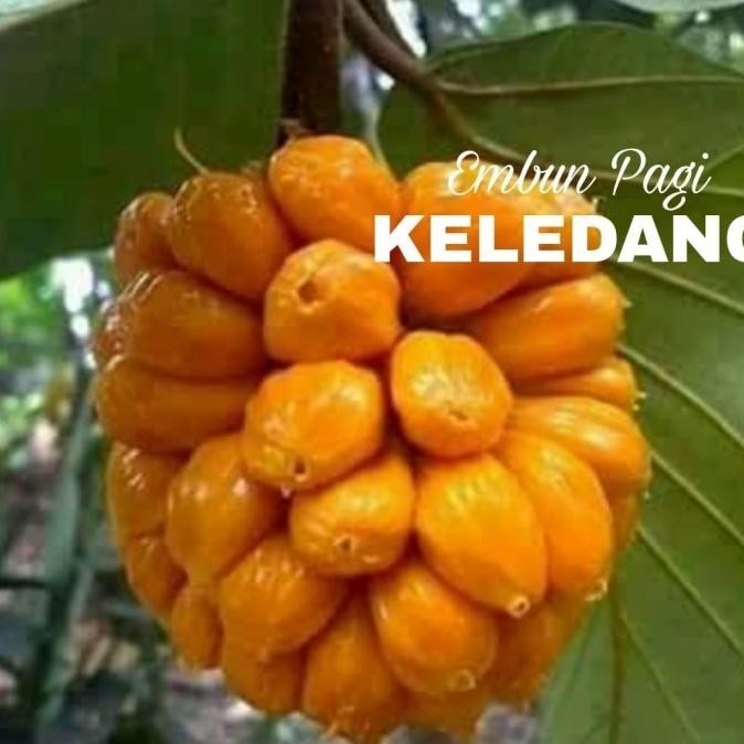 Bibit Pohon Buah Keledang Khas Kalimantan Langka Auu