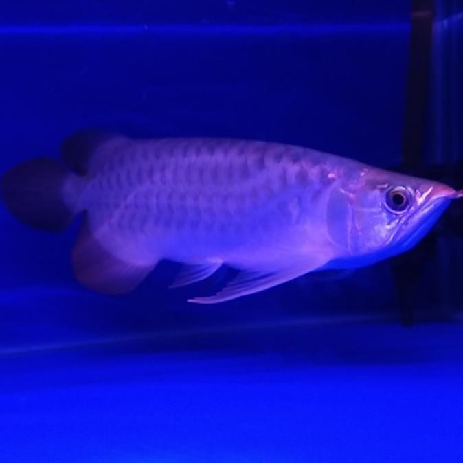 Arwana Super Red 30Cm