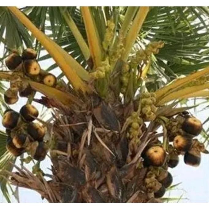 Yennybibit Biji Bibit Buah Silan / Pohon Lontar Bisa Jg Buat Bahan Auu