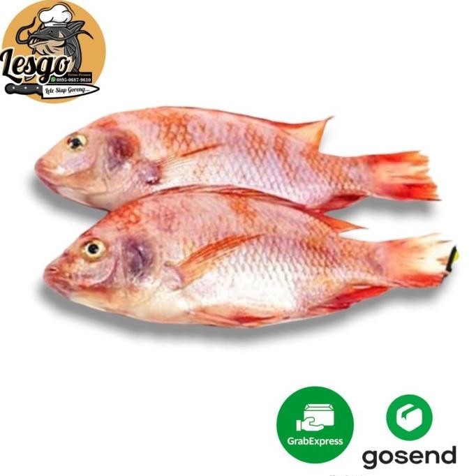 

Ikan Nila Merah Hidup Segar Fresh 500gr/1000gr FREE DIBERSIHKAN Lesgo