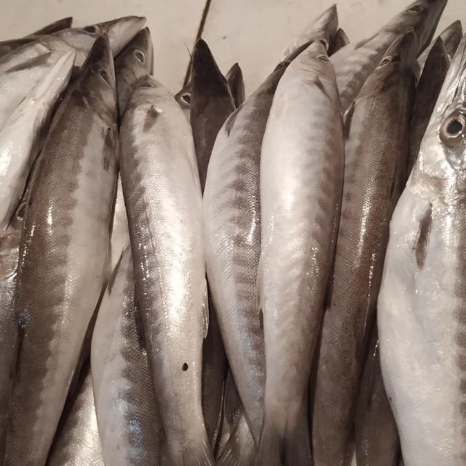 

IKAN BARAKUDA SEGAR 1kg 100% HALAL