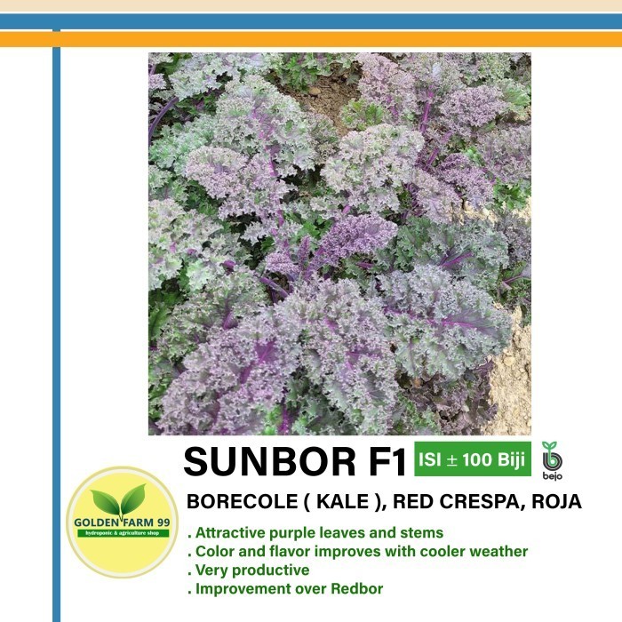 Benih Kale Sunbor F1 Bejo Seed - Import