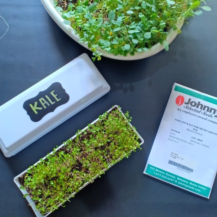 Starter Kit Microgreens