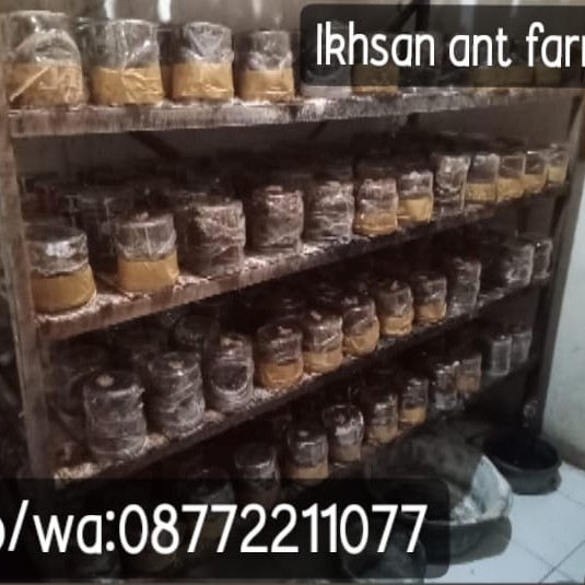 Bibit Semut Rangrang Paket Pemula 20 Toppes + Gratis 1 Ekor Ratu