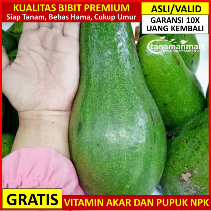Bibit Alpukat Aligator Asli Bergaransi, Pohon Alpukat Aligator Valid