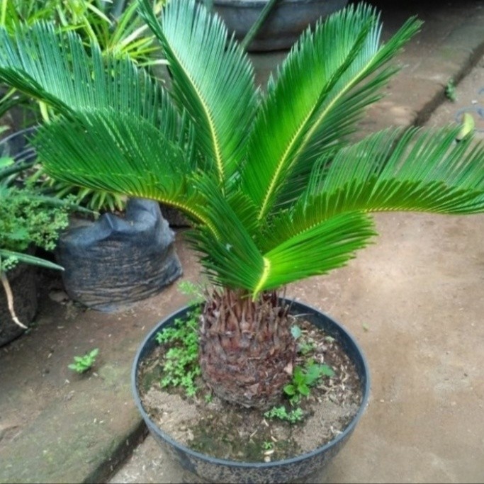 Tanaman Hias Palam Sikas/Bibit Tanaman Hias Sikas/Pallam Sikas