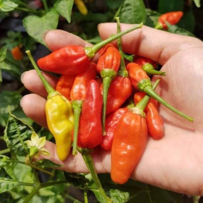Bibit Cabe Rawit Unggulan Tanaman Benih Cabe Rawit