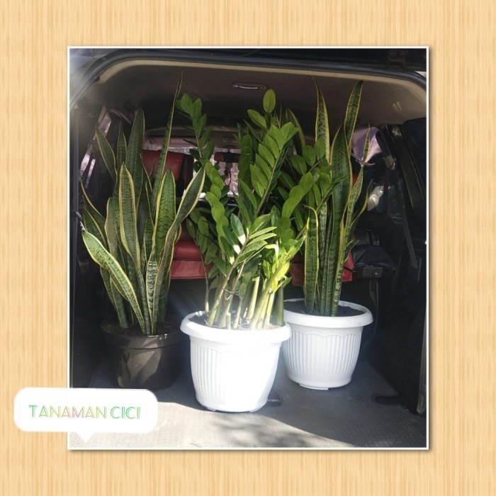 Zz Plant Rimbun