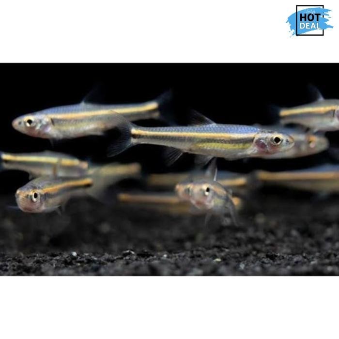 New Arrival Ikan Hias Air Tawar Rainbow Shiner Size 3 Cm Up Good Quality