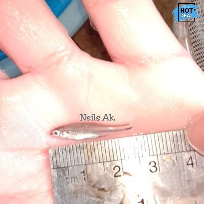 Promo Hemat Mur5 Ikan Hias Air Tawar Rainbow Shiner Size 3 Cm Up Kekinian