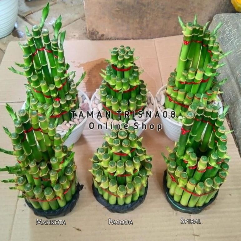 _ BAMBU HOKI TANAMAN HIAS - BAMBU REJEKI - SRI REJEKI - BAMBU AIR -  INDOOR OUTDOOR _