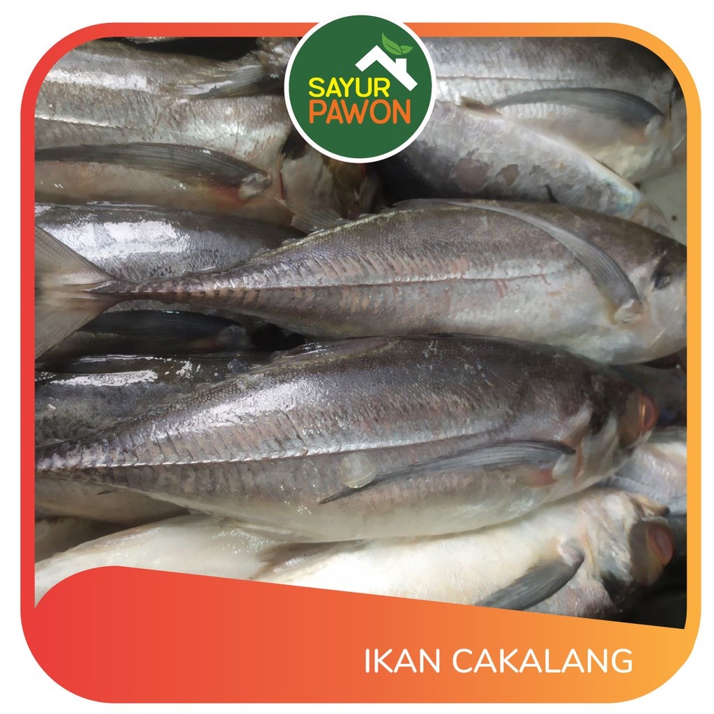

IKAN CAKALANG per 500 gr
