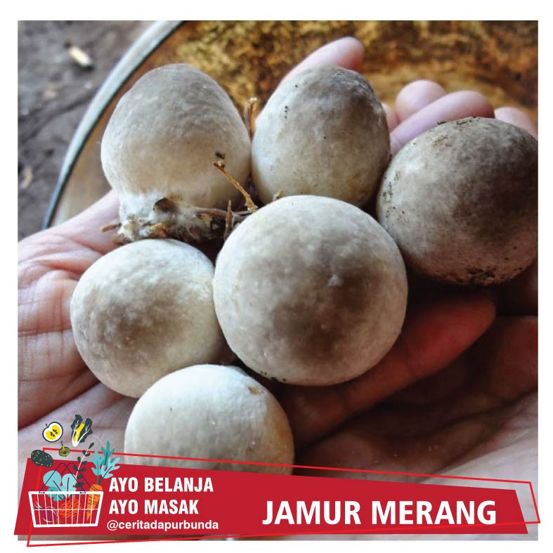 

Jamur Merang / bks