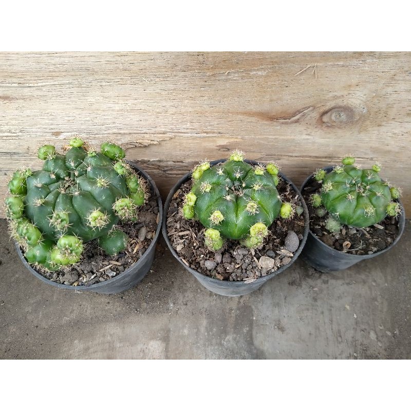 kaktus gymno damsi kaktus ownroot