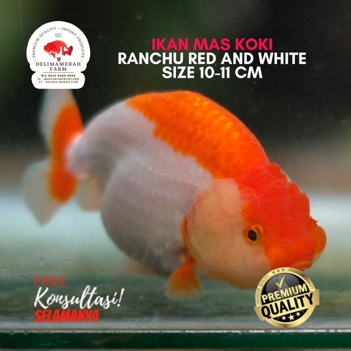 Ikan Mas Koki Ranchu Rw Bahan Grooming Line Thailand Premium Quality