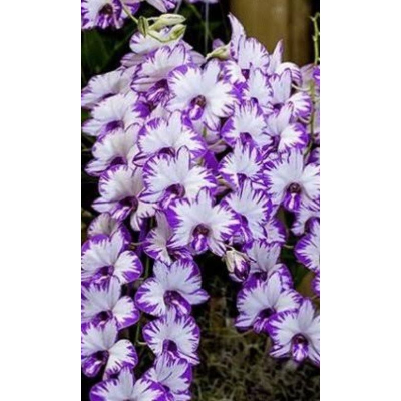 Dendrobium Enobi Splash