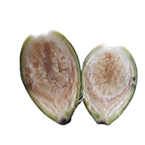 

Buah pinang muda 1kg segar langsung petik jambe nom perkasa