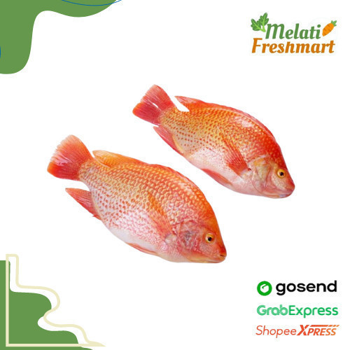 

Ikan Nila Merah Segar Berat 500 gr / gram (isi 2) - Melati Freshmart