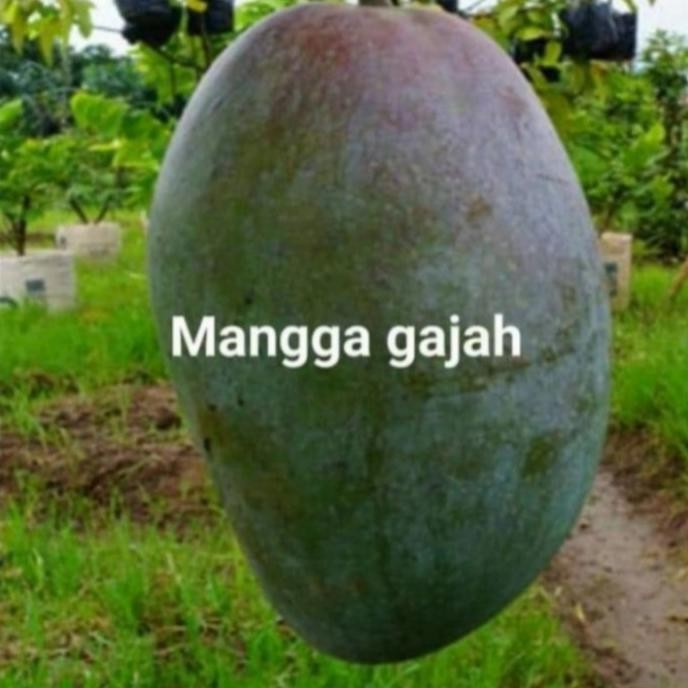 Bibit tanaman buah mangga gajah pohon mangga gajah TERLARIS