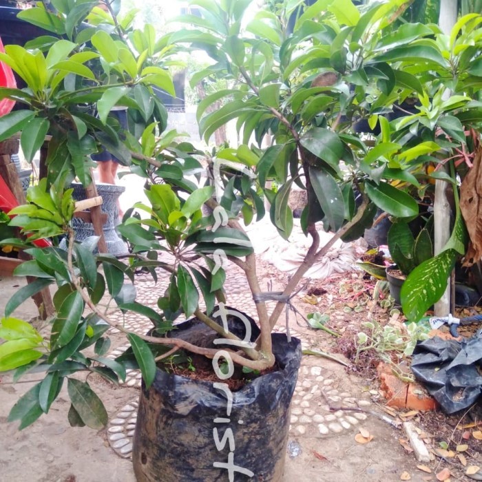 POHON SAWO MADU CANGKOK