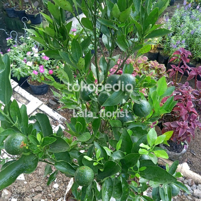 POHON JERUK MANIS MEDAN UDAH BERBUAH/BERBUNGA