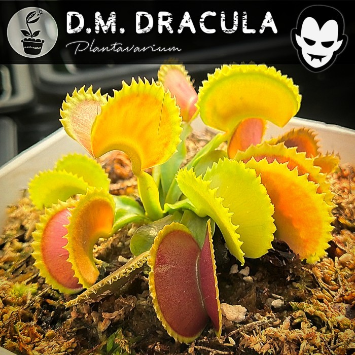 TANAMAN KARNIVORA VENUS FLYTRAP / VENUS FLY TRAP / VFT DRACULA