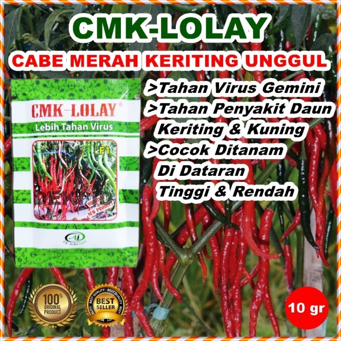 BENIH CMK LOLAY 10 GRAM BIBIT CABAI MERAH KERITING UNGGUL
