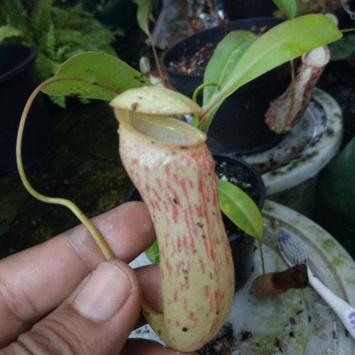 VENTRICOSA X BOSCHIANA/KANTONGSEMAR/NEPENTHES/TANAMAN KARNIVORA