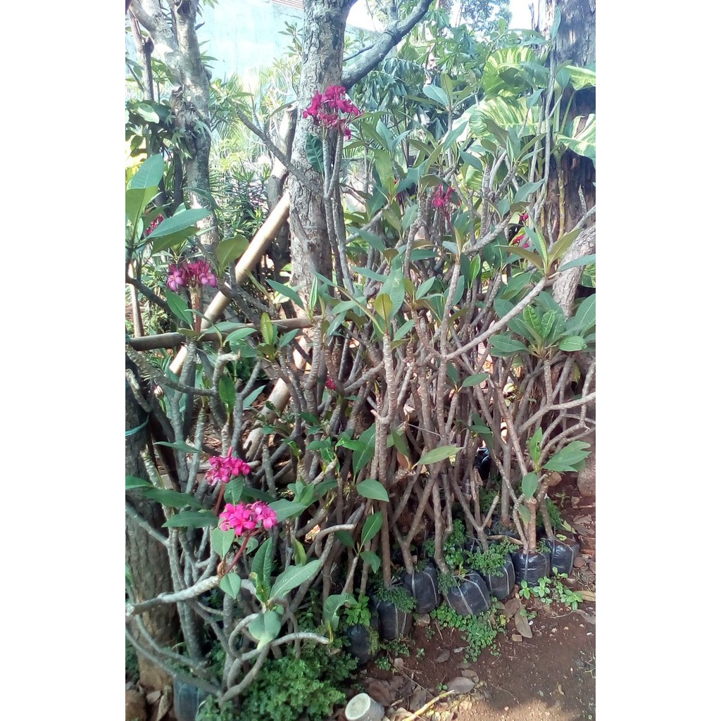 POHON KAMBOJA MERAH KECAP