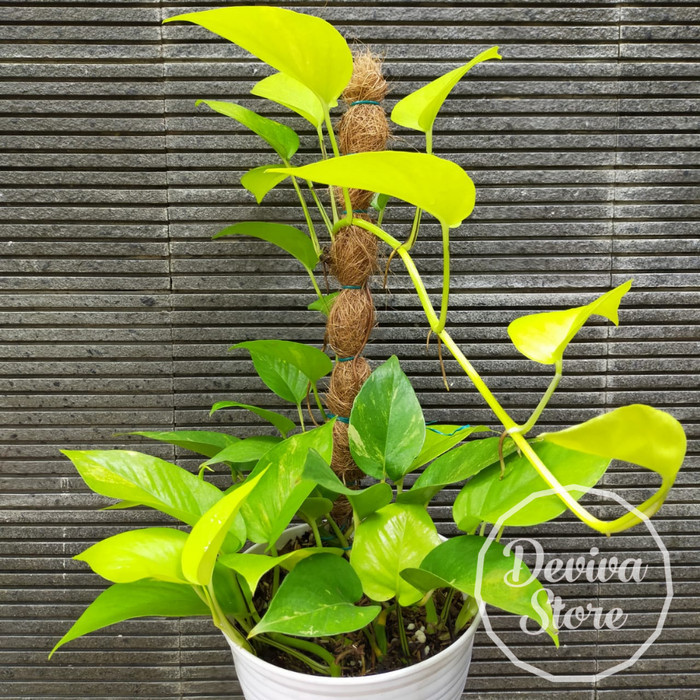 TANAMAN SIRIH GADING LEMON LIME NEON POTHOS SUPER RIMBUN POT BESAR