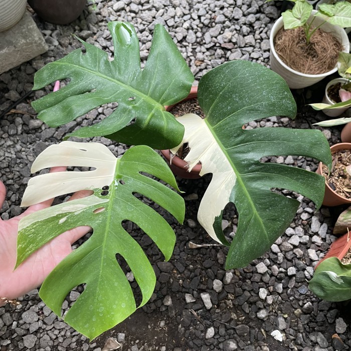 MONVAR MONSTERA VARIEGATA EKONOMIS BORSIGIANA VARIGATA MONSVAR WHITE