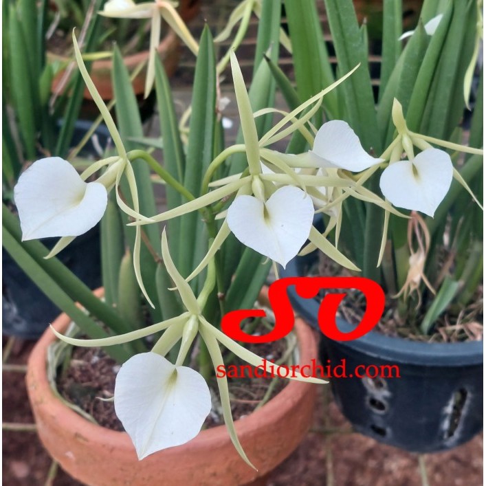 BRASSAVOLA NODOSA