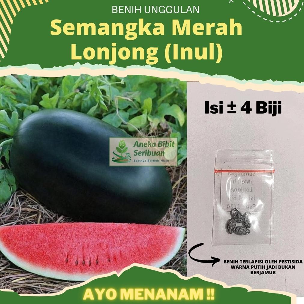 Semangka Merah Lonjong (INUL) Semangka Hibrida F1 "WINDA" Benih Pertiwi