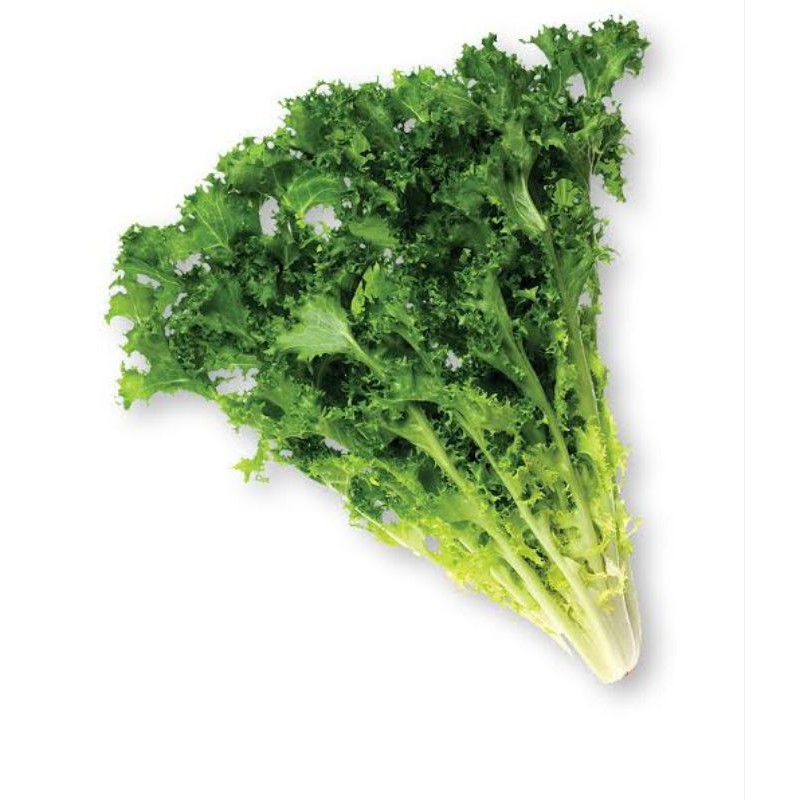 

lettuce endiv berat 500grm