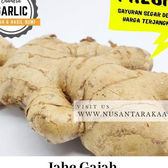 

Jahe Gajah 1 Kg