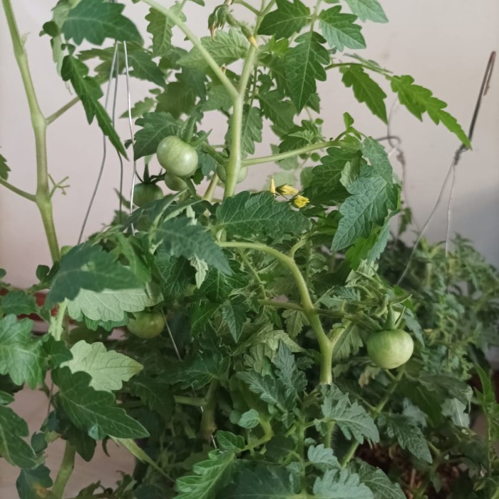 [Bibit] Pohon Tomat Cherry Sudah Berbunga Berbuah // Tanaman Buah Tomat Cery [Unggul]