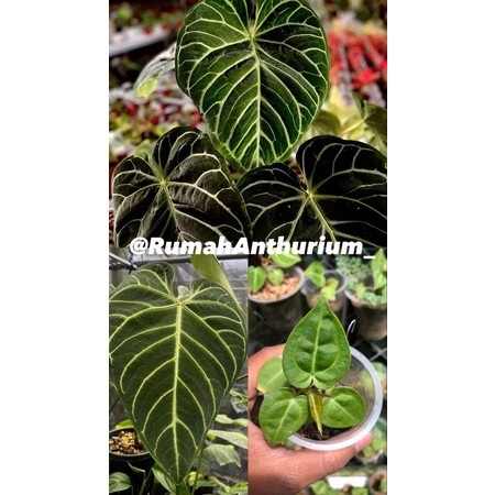 Terlaris Anthurium Regale Original Baby
