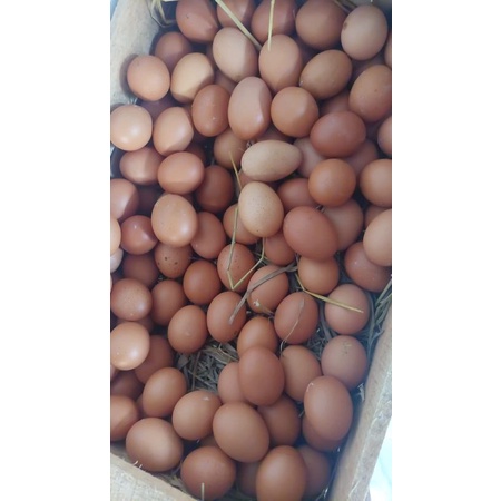 

telur ayam fresh