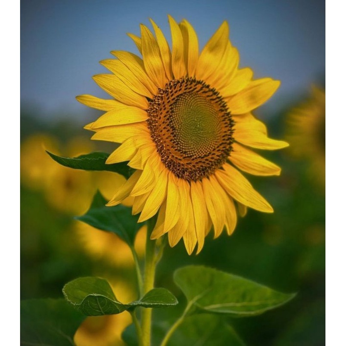 BIBIT BUNGA MATAHARI BESAR