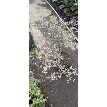 BIBIT KETAPANG VARIEGATA / KATAPANG KENCANA VARIEGATA