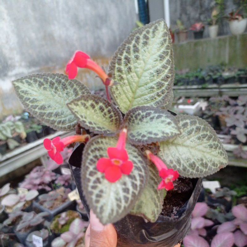 Episcia Fallen Skies / Silver skies mutasi