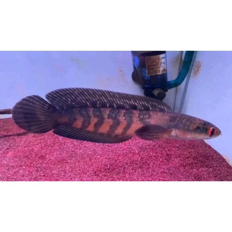 channa red maru, red barito, red maru, red buluh, redbun, red buluh kecl.